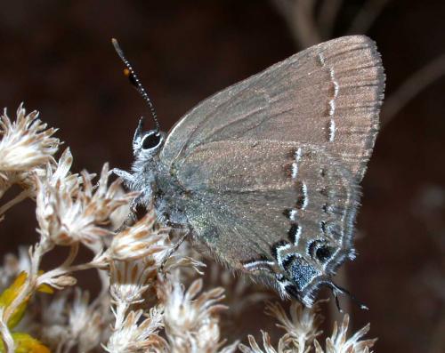 Satyrium saepium