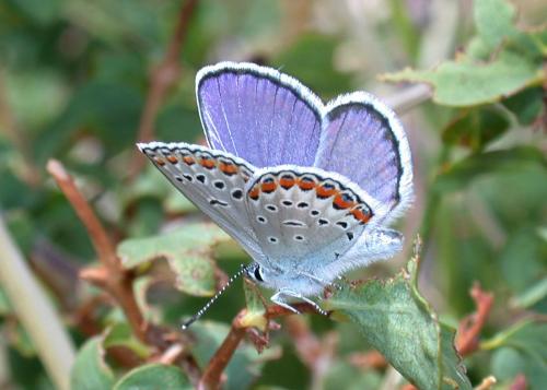 Plebejus melissa
