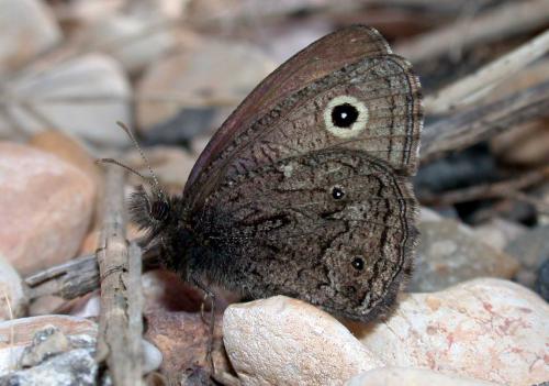 Cercyonis oetus