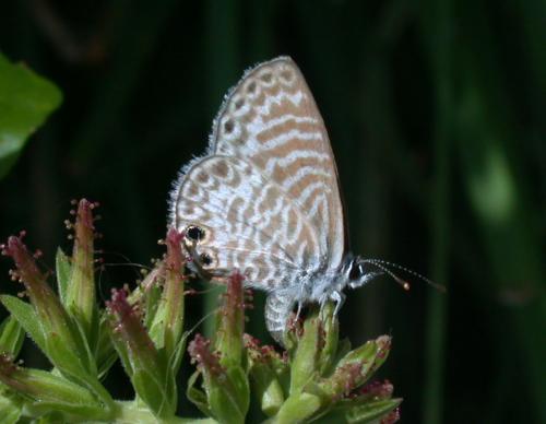 Leptotes marina