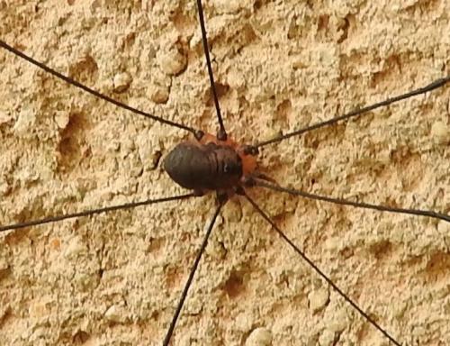 Réf. 197 811 : Leiobunum sp-a