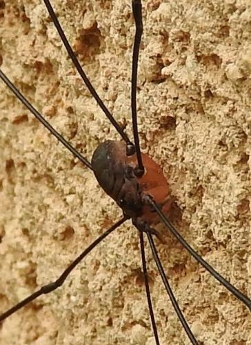 Réf. 197 821 : Leiobunum sp-a