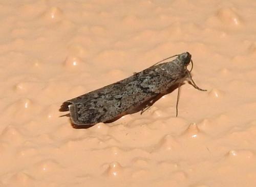 Ephestia kuehniella