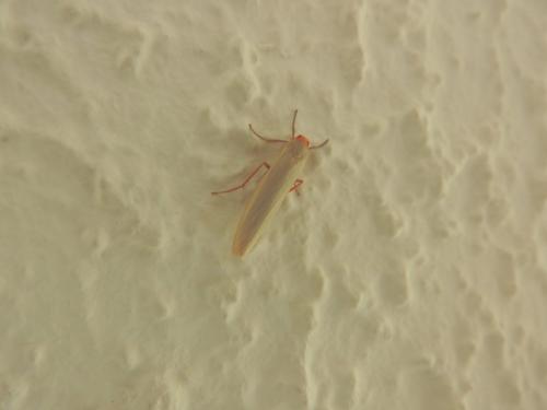 Eilema sp.