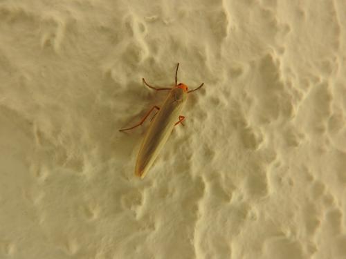 Eilema sp.