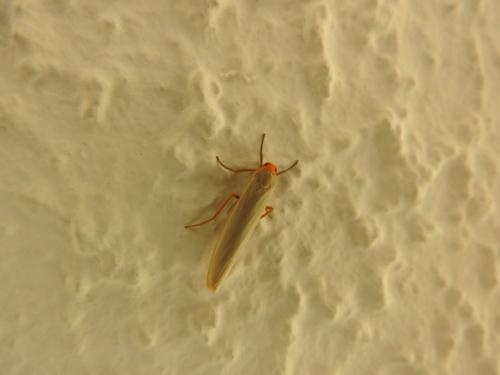 Eilema sp.