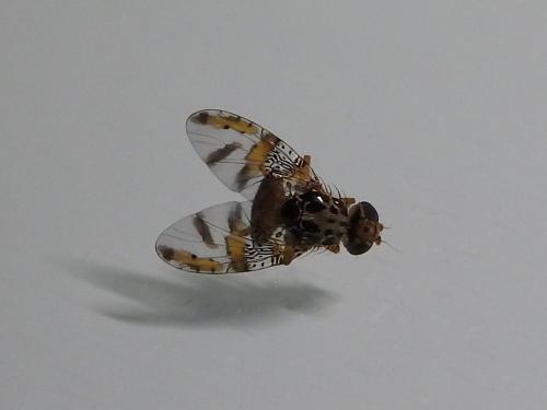 Réf. 197 226 : Ceratitis capitata