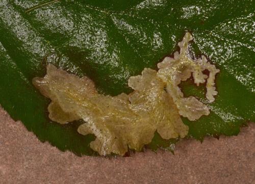 Coptotriche sp.