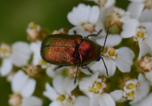 Cryptocephalus sp.