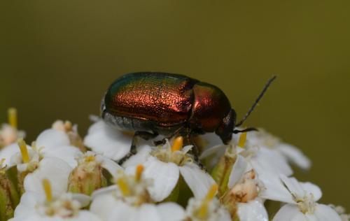 Cryptocephalus sp.