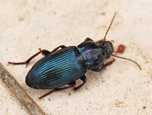 Harpalus honestus