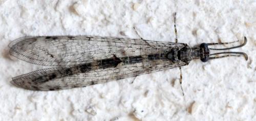 Réf. 197 832 : Neuroleon sp.