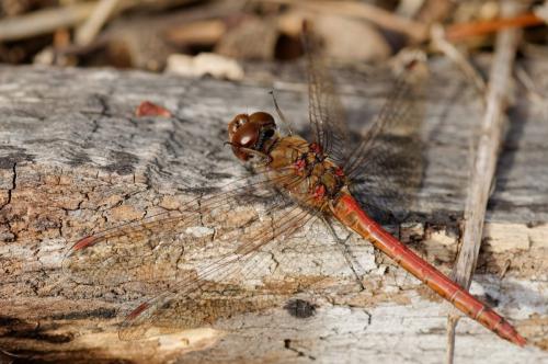Sympetrum striolatum