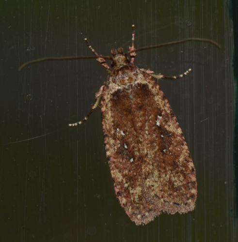Agonopterix sp.