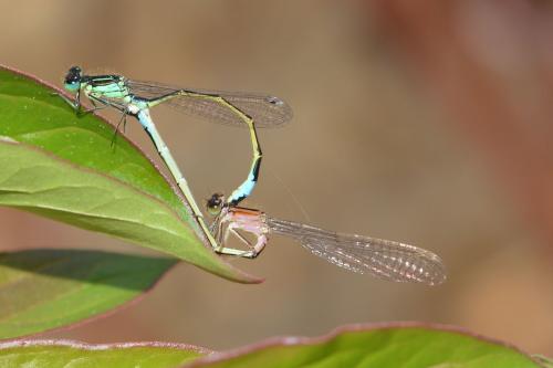 Ischnura elegans