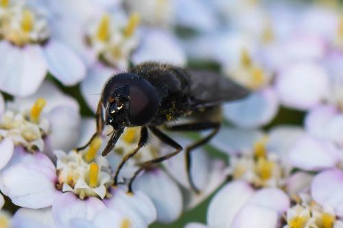 Cheilosia sp.