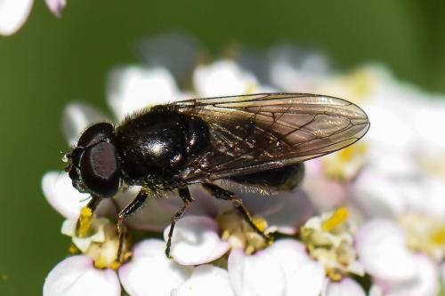 Cheilosia sp.