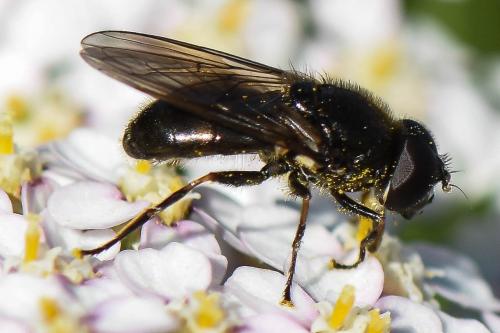 Réf. 197 332 : Cheilosia sp.