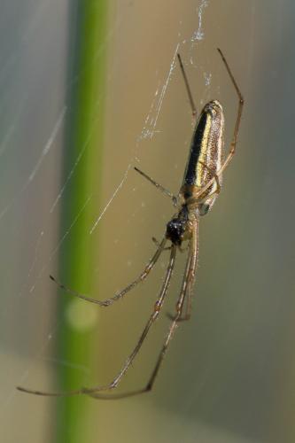 Réf. 197 234 : Tetragnatha extensa