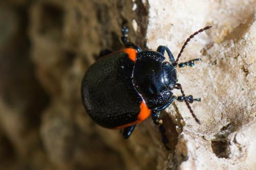 Chrysolina sp.