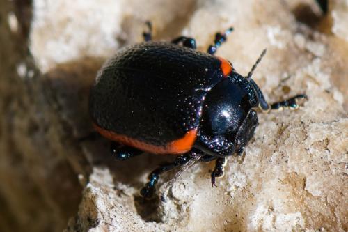 Réf. 197 805 : Chrysolina sp.