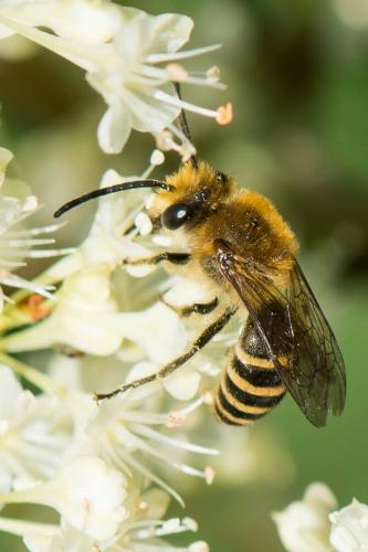 Colletes sp.