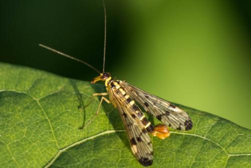 Panorpa germanica