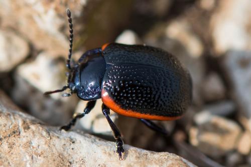Chrysolina sp.