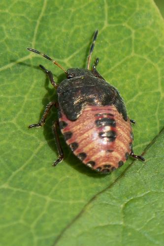 Peribalus strictus