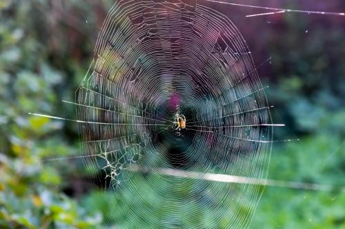 Araneus diadematus