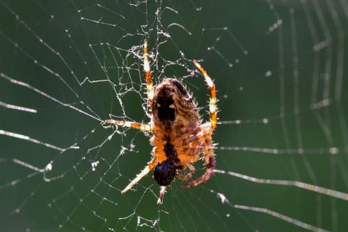 Araneus diadematus
