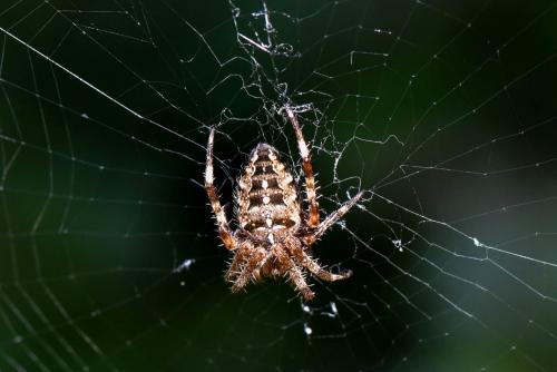 Araneus diadematus