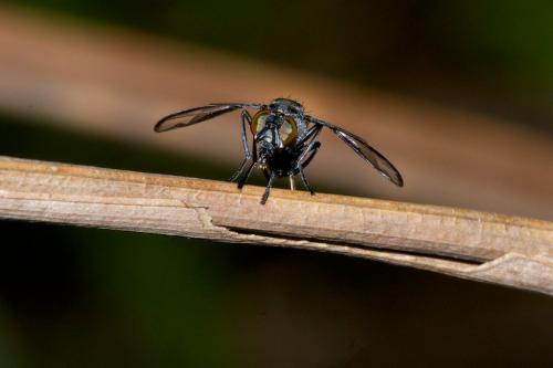Elassogaster sp.