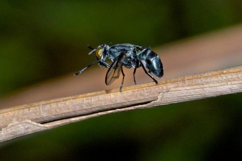 Elassogaster sp.