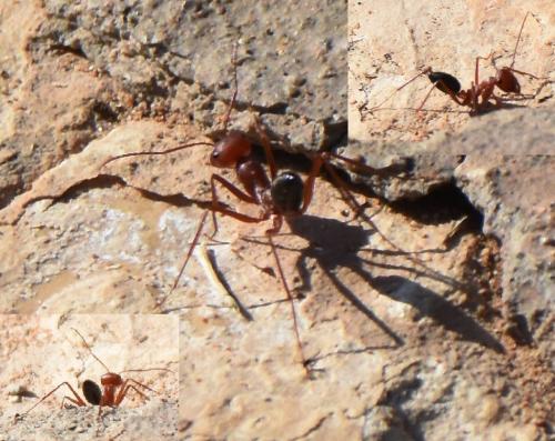 Réf. 197 491 : Cataglyphis viatica