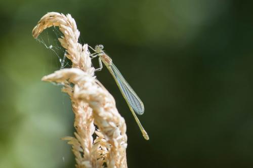 Ischnura elegans