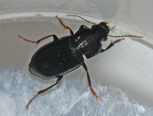 Réf. 197 860 : Harpalus sp.