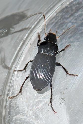 Harpalus sp.