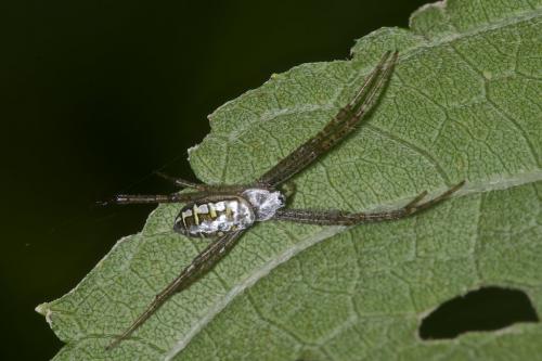 Réf. 197 307 : Argiope catenulata