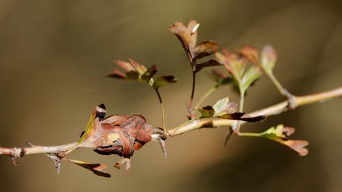 Orgyia antiqua