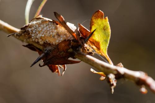 Orgyia antiqua