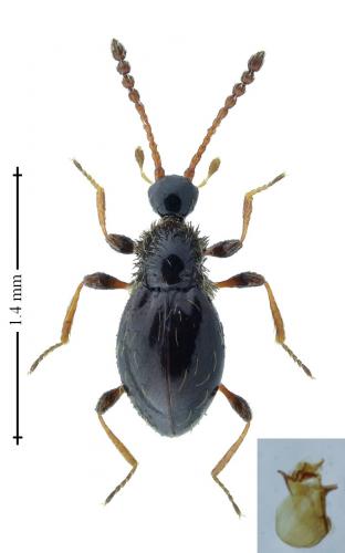 Euconnus hirticollis