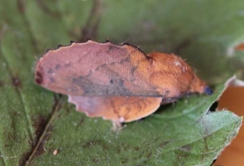 Gastropacha quercifolia