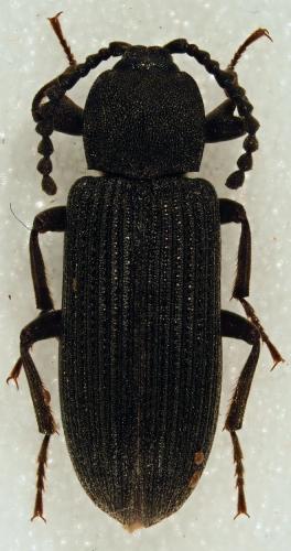 Gonocnemis sp.