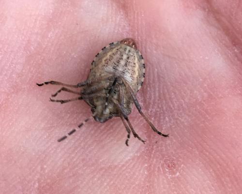 Réf. 197 084 : Dolycoris baccarum