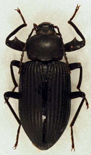 Réf. 197 426 : Hoplonyx sp.
