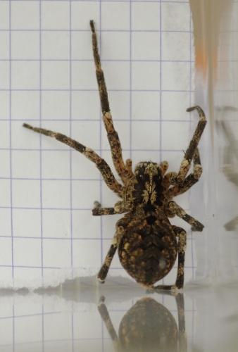 Zoropsis spinimana