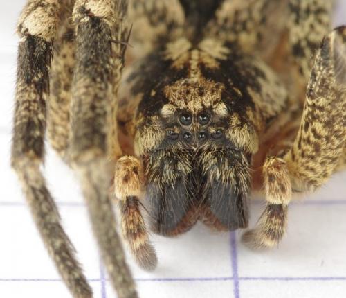 Zoropsis spinimana