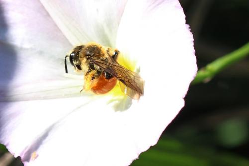 Réf. 197 962 : Andrena pellucens