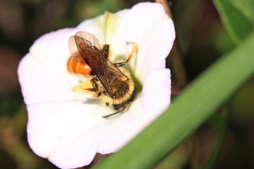 Réf. 197 963 : Andrena pellucens